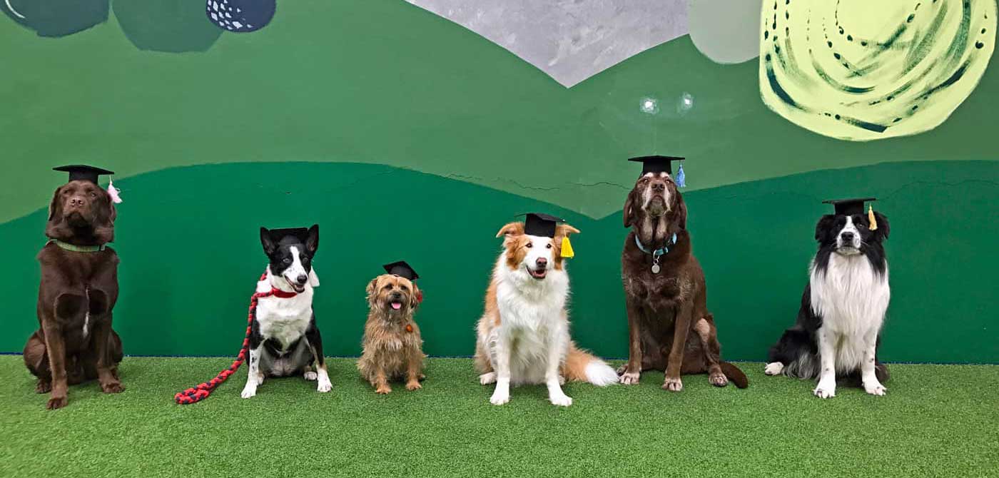animal-training-classes-clicker-training-karen-pryor-dog-trainer-professional-hero-desktop