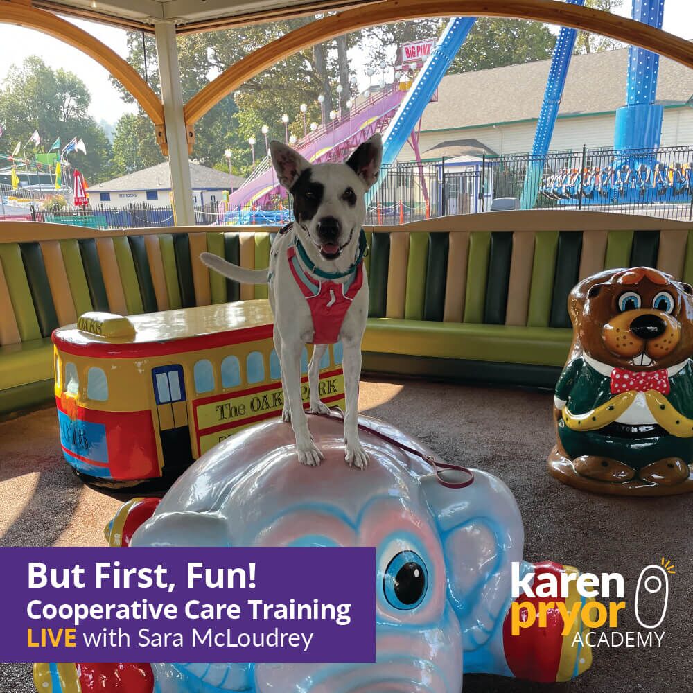 KPA Live Classes Saying But First, Fun! Cooperative Care Training