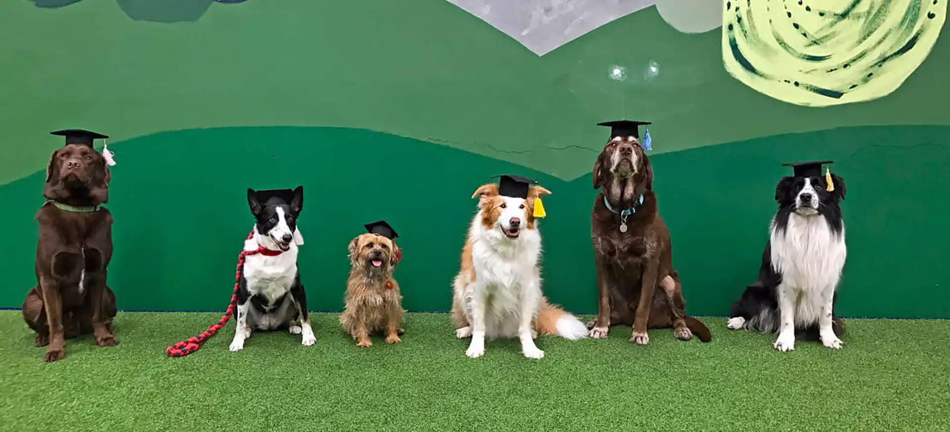 animal-training-classes-clicker-training-karen-pryor-dog-trainer-professional-hero-desktop